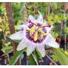 Passiflora Cerulea