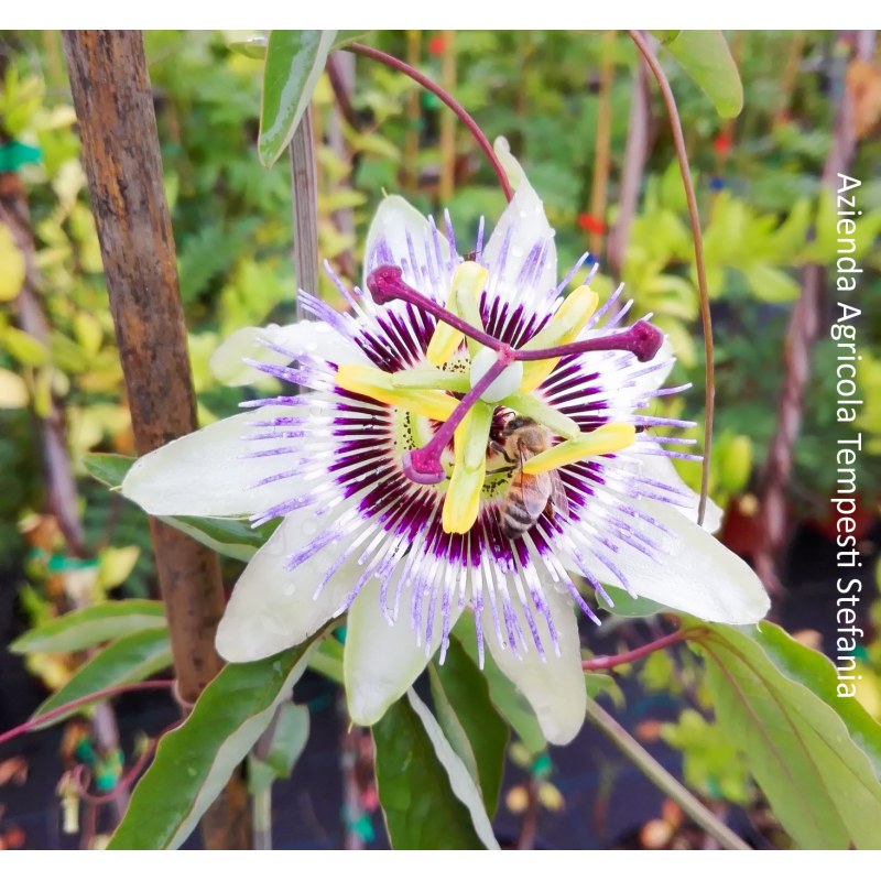 Passiflora Cerulea