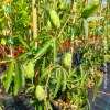 Passiflora Cerulea