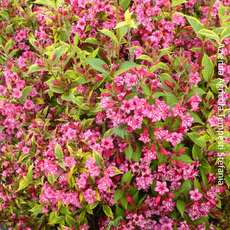 Weigelia Brigela