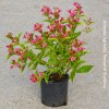 Weigelia Brigela