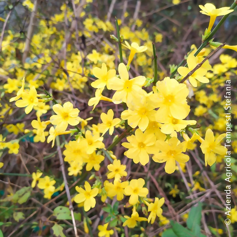 Jasminum Nudiflorum
