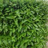 Viburnum Lucidum