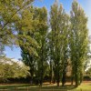 Populus Nigra