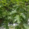 Quercia Rubra