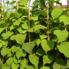 Kiwi - Confezione da 2 piante