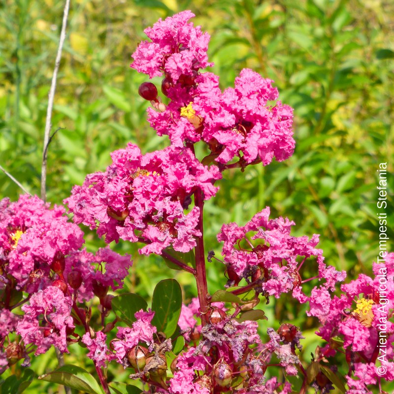 Lagerstroemia Indica rosso
