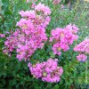 Lagerstroemia Indica rosa