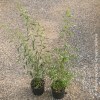 Salix matsudana tortuosa