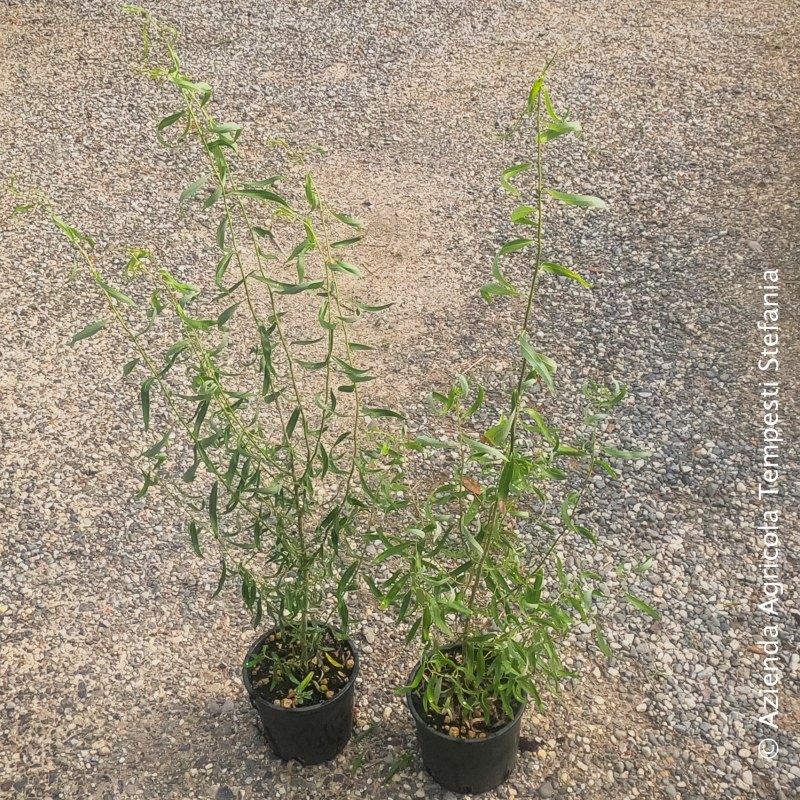 Salix matsudana tortuosa