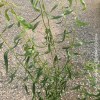 Salix matsudana tortuosa