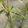 Salix piangente