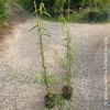 Salix piangente