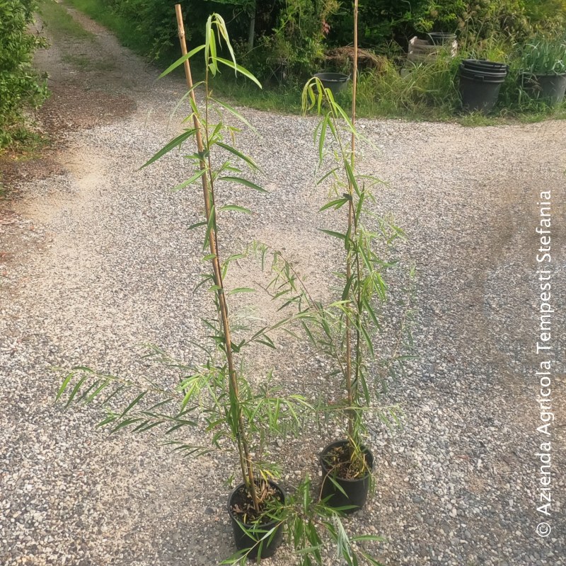Salix piangente