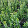 Euonymus Benkomasaki