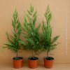 Cupressocyparis leylandii