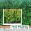 Cupressocyparis leylandii