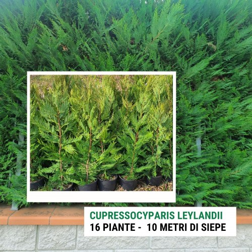 Cupressocyparis leylandii, 24 piante, per una siepe lunga da 12 a 16 metri