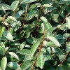 Elaeagnus Ebbingei