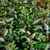 Elaeagnus Ebbingei