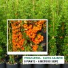 Pyracantha arancione
