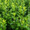 Ligustrum Japonicum
