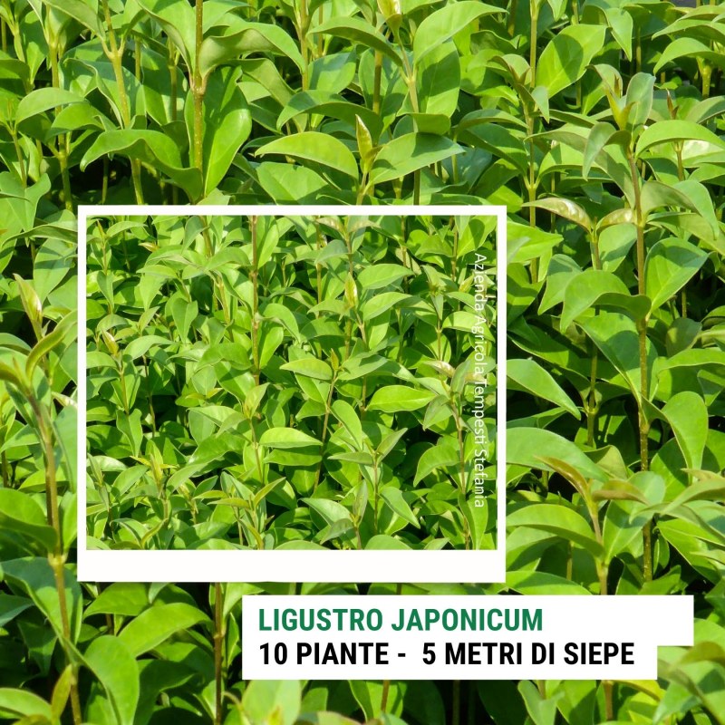 Ligustrum Japonicum