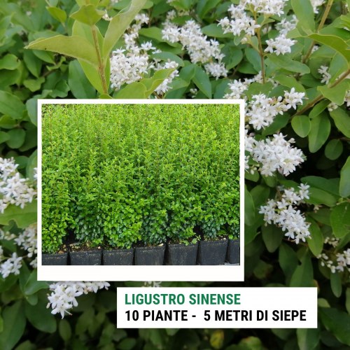 Siepe di Ligustro Sinense - 5 metri