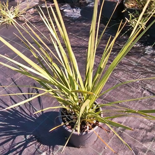 Cordyline australis - altezza 40-60 cm, vaso 16