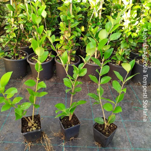 Ligustro japonicum Texano - altezza 30-40 cm, vaso 13