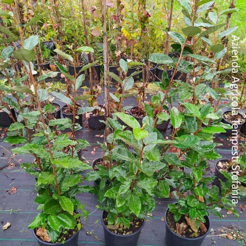 Eleagnus Ebbingei - altezza 60/80 cm - vaso 18