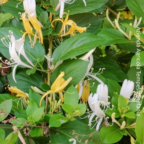 Lonicera Halliana - altezza 100-120 cm, vaso 16