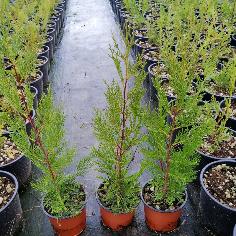 Cupressocyparis Leylandii 2001