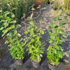 Elaeagnus Ebbingei alto 80/100 cm