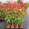 Photinia Red Robin