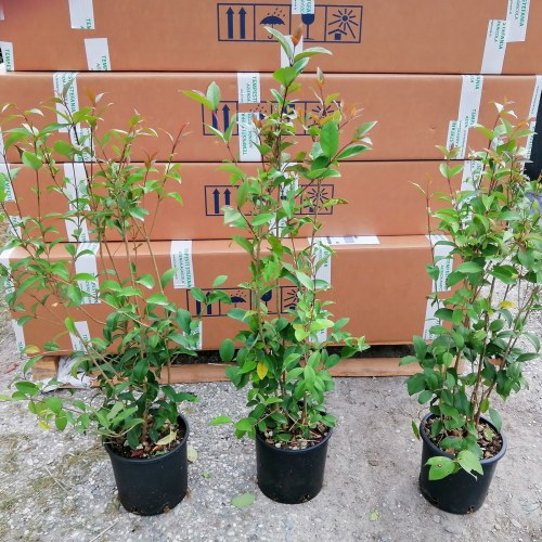 Ligustro japonicum - altezza 60-80 cm, vaso 16