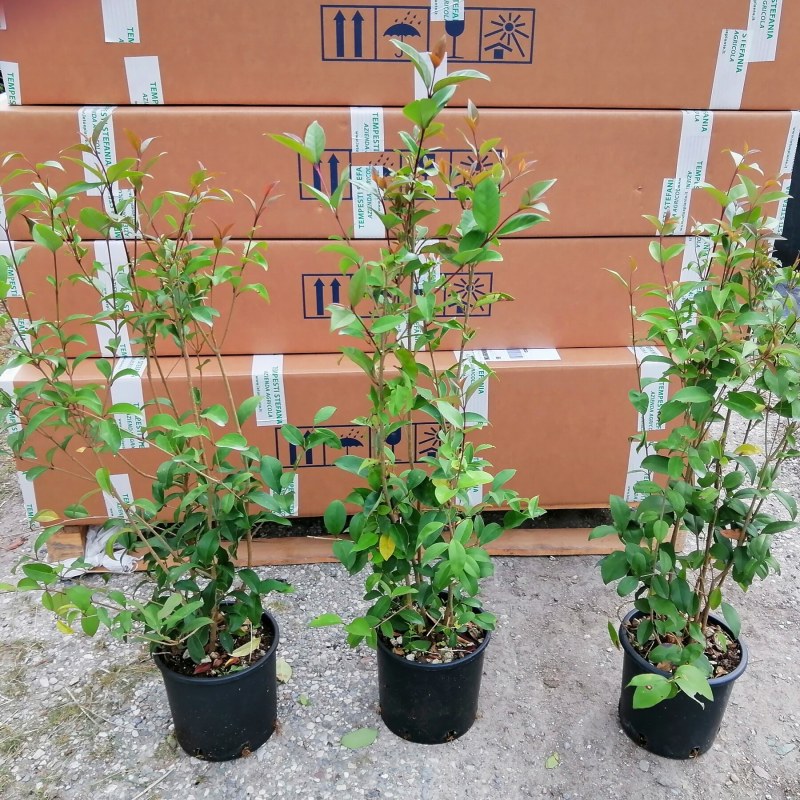 Ligustrum Japonicum