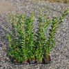 Ligustrum Ovalifolium