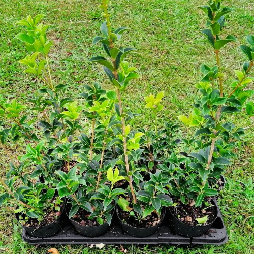 Osmanthus Aquifolium - altezza 20-30 cm, vaso 13