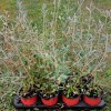 Teucrium Fruticans