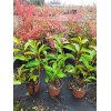 Viburnum Lucidum