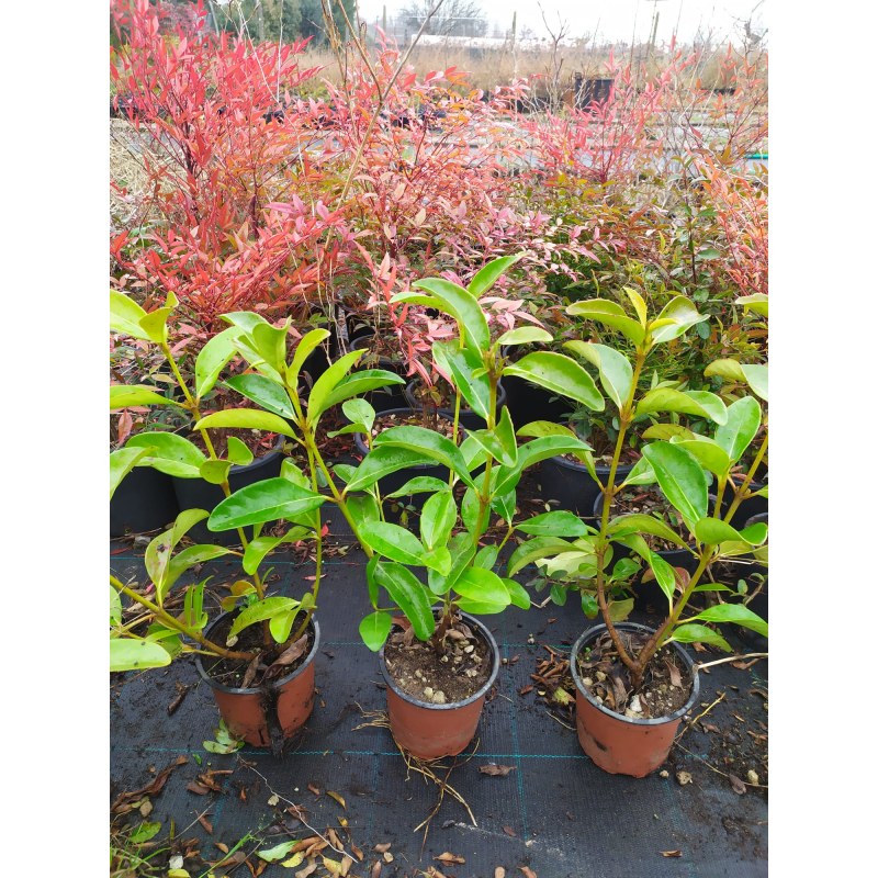 Viburnum Lucidum