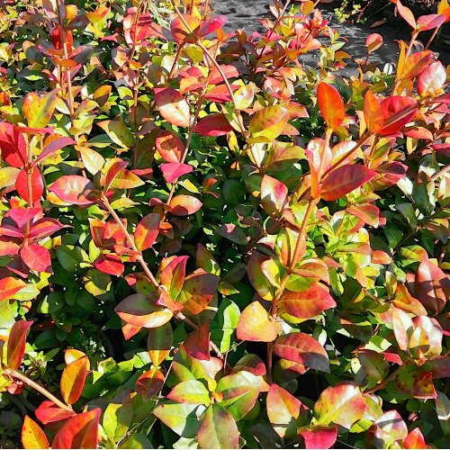 Rhyncospermum Jasminoides - altezza 60-80 cm, vaso 13