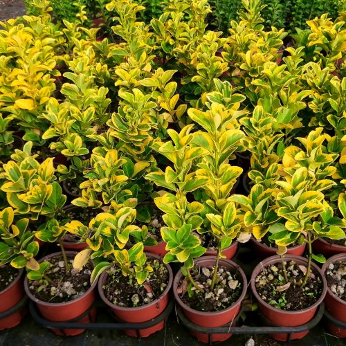 Euonymus Variegato - altezza 20-30 cm, vaso 8