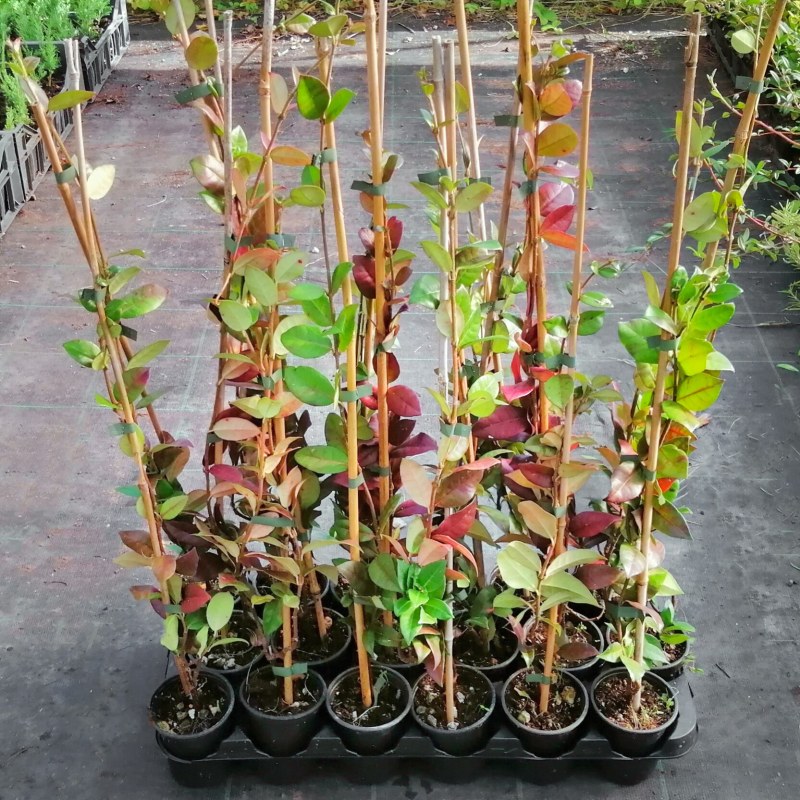 Rhyncospermum Jasminoides