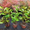 Viburnum Lucidum