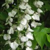 Glicine 'Longissima Alba'