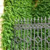 Parthenocissus Tricuspidata Weitchii