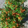 Pyracantha Navaho