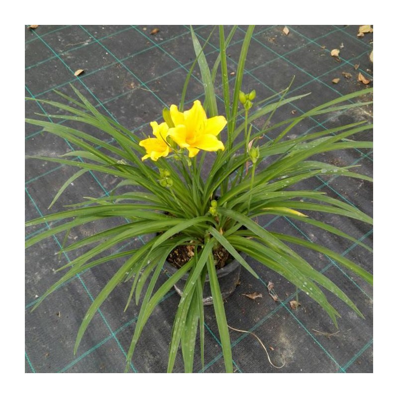 Hemerocallis Stella de Oro
